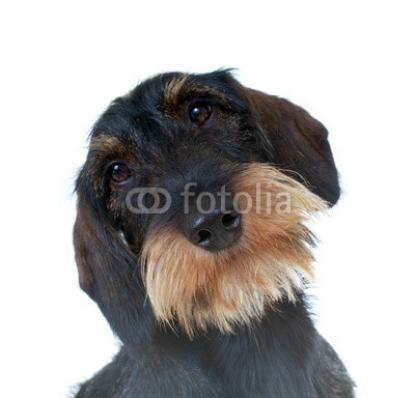 Dackelblick.jpg
