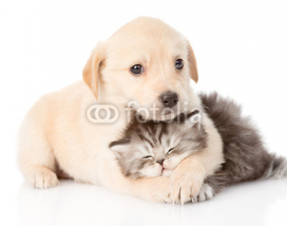 golden_retriever_puppy_dog_hugging_british_cat._isolated_.jpg