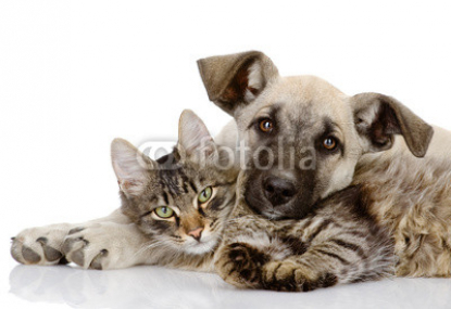 the_dog_and_cat_lie_together._isolated_on_white_background_.jpg
