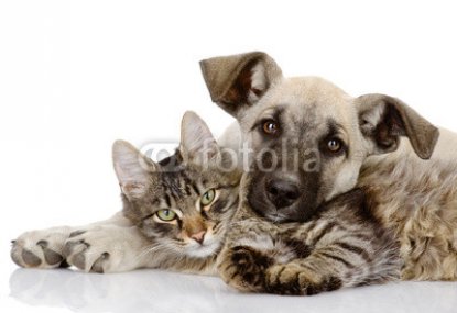 the_dog_and_cat_lie_together._isolated_on_white_background_.jpg
